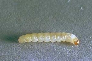 moth-larva